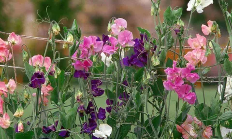 Hoa tháng 4 thơm hơn hoa nhài, giá 125.000 đồng/bó, trồng một chậu đưa hương khắp nhà, giúp gia đình bình an