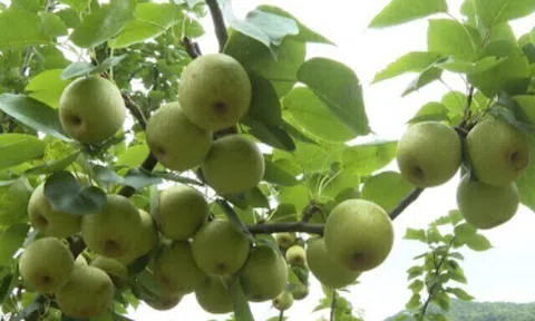Loại quả "tốt nhất thế giới" chỉ có ở Tuyên Quang, trồng một lần thu hoạch nhiều năm, thành đặc sản tốt cho sức khoẻ