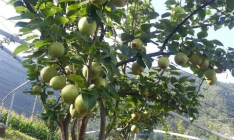 Loại quả "tốt nhất thế giới" chỉ có ở Tuyên Quang, trồng một lần thu hoạch nhiều năm, thành đặc sản tốt cho sức khoẻ