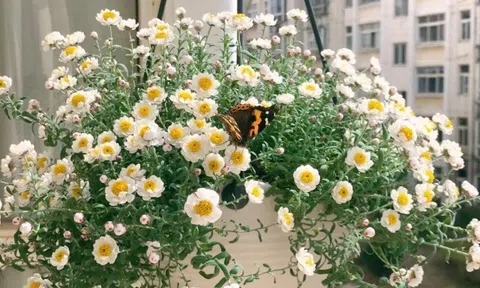 Loài hoa “bất tử” nở cả nghìn bông thành biển hoa rực rỡ, thơm dịu dàng, cắm cành xuống đất là bén rễ