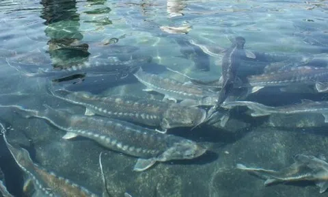 Loại cá có đầy ở Việt Nam "tốt như cá hồi", không xương thịt dày, thành đặc sản làm đủ món ngon tốt cho sức khoẻ