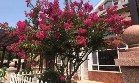 Người xưa nói: “Giàu hay không, nhìn cây trước cửa”, có 1 trong 6 cây này gia đình ngày càng khá giả