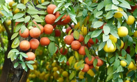 Loại quả "tốt nhất thế giới" chỉ có ở Tây Ninh, nghe tên đã thấy giàu sang, thành đặc sản tốt cho sức khoẻ