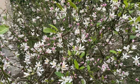 Cây cảnh ngàn vàng cả lá và quả đều dùng được, hoa thơm ngát như nước hoa, trồng trước nhà không giàu cũng có phúc