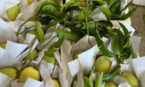 Loại quả "tốt nhất thế giới" chỉ có ở Tây Ninh, nghe tên đã thấy giàu, thành đặc sản tốt cho sức khoẻ