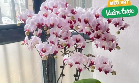 Lan hồ điệp tàn đừng vội bỏ, làm đúng 3 bước đơn giản này, hoa sẽ nở rực rỡ nhiều đợt trong năm