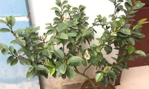 10 chậu hoa nhài không bằng 1 cây này, thơm như nước hoa, sống cả 100 năm, càng trồng lâu càng có giá