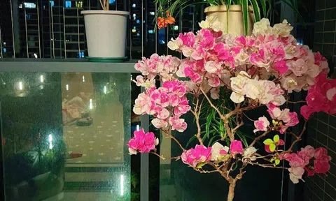 Hoa giấy có 4 “nỗi sợ”, tháng 4 nếu không cẩn thận, dù cây đầy nụ cũng dễ rụng, công cốc cả mùa hoa