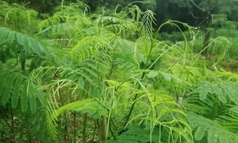 Cây dại mọc hoang nay thành đặc sản, có mùi thối nhưng nấu lên rất thơm, trồng một lần ăn vài chục năm