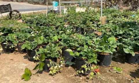 Loại quả "tốt nhất thế giới" chỉ có ở Sơn La, trồng 2 tháng cho thu hoạch, thành đặc sản tốt cho sức khoẻ