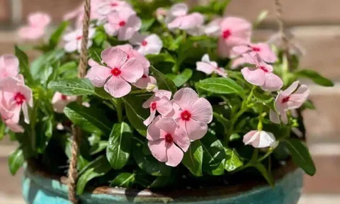 10 chậu trầu bà không bằng 1 chậu hoa này, vừa đẹp vừa dễ trồng, người lười mấy cũng chăm hoa nở quanh năm được