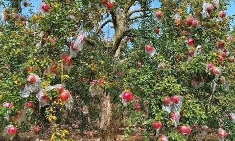 Loại quả “tốt nhất thế giới” chỉ có ở An Giang, trồng một lần thu hoạch nhiều năm, thành đặc sản nổi tiếng tốt cho sức khoẻ