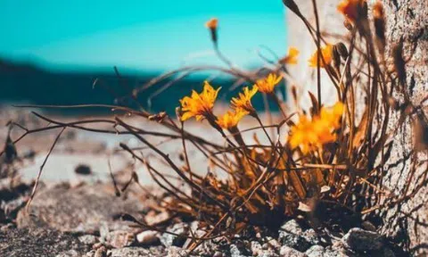 Quan hệ thân đến mấy, người khôn ngoan cũng không cho mượn 4 thứ này