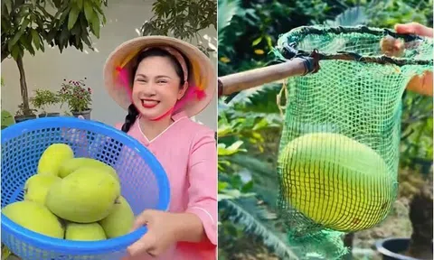 "Nữ hoàng ảnh lịch" Việt Trinh khoe trúng mùa xoài: Trái to hơn mặt, trồng hơn 30 cây trong cơ ngơi rộng rãi