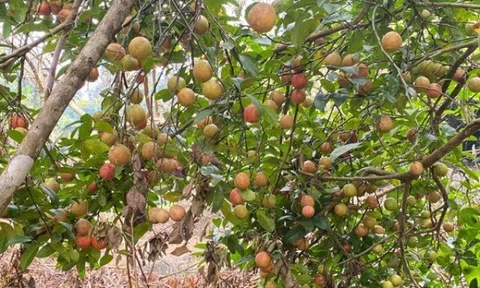 Loại quả "tốt nhất thế giới" chỉ có ở Sơn La, trồng một lần thu hoạch nhiều năm, thành đặc sản tốt cho sức khoẻ