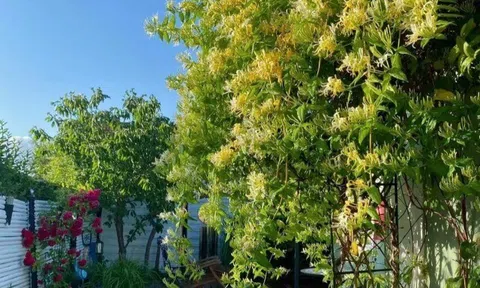 Cây mọc dại nay là “vua bổ thận dưỡng gan”, giá 450.000 đồng/kg, trồng trước nhà vừa đẹp vừa chiêu tài rước lộc