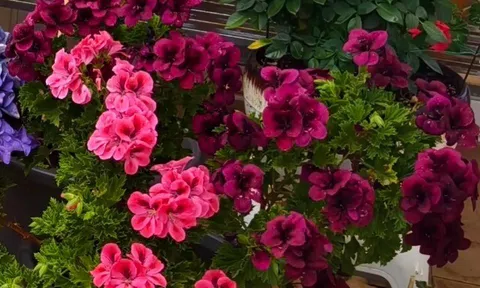 Trồng 5 loại hoa thơm này trong nhà, ruồi muỗi không dám bén mảng, tài lộc gõ cửa thường xuyên