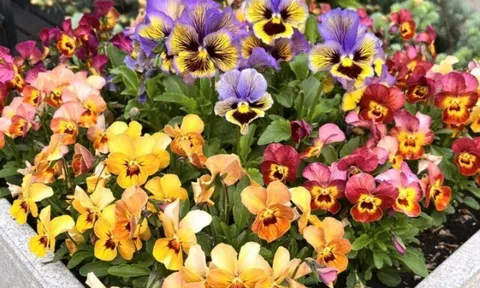 12 loài hoa cứ trồng là sống, không sợ nắng gắt hay thiếu nước, quên chăm vẫn nở tưng bừng suốt 4 mùa