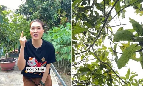 Mỹ Tâm khoe trái chi chít trong "biệt phủ" ở Củ Chi, tâm sự với từng cái cây: "Cố lên nha con!"