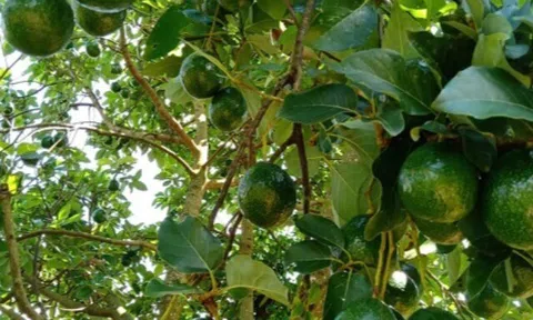 Loại quả "tốt nhất thế giới" chỉ có ở Tây Nguyên, trồng một lần thu hoạch nhiều năm, thành đặc sản tốt cho sức khoẻ