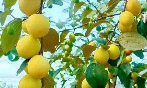 Loại quả "tốt nhất thế giới" có ở Bắc Ninh, trồng một lần thu hoạch nhiều năm, thành đặc sản nổi tiếng 90.000 đồng/kg