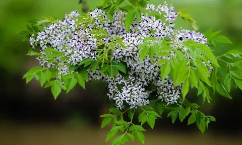 Loại hoa đang vào mùa khiến nhiều người "ngẩn ngơ”, bác sĩ đưa khuyến cáo để không "sập bẫy" các rối loạn lo âu