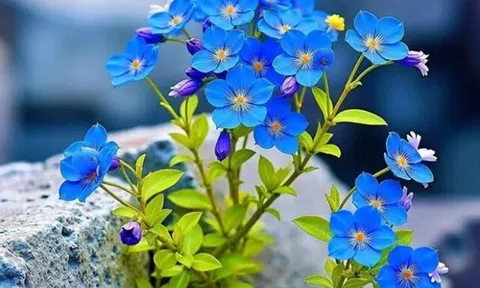 Việc thành nhờ kín kẽ: 5 điều tuyệt đối đừng nên thổ lộ với người ngoài