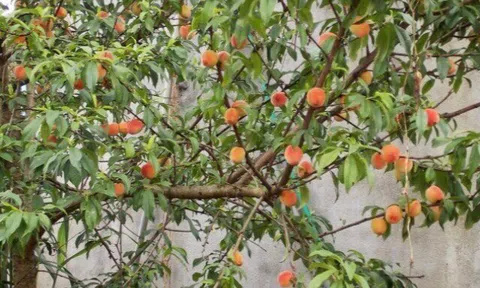 Loại quả “tốt nhất thế giới” chỉ có ở Lào Cai,  trồng một lần thu hoạch nhiều năm, thành đặc sản tốt cho sức khoẻ