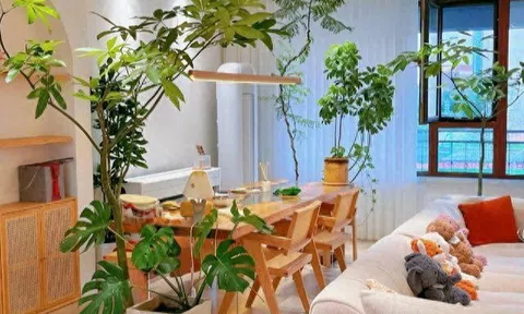 5 cây cảnh dễ sống cứ trồng là giàu, phòng khách nhà nào cũng nên có ít nhất 1 chậu