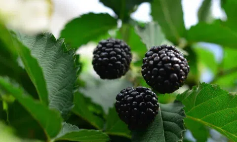 Loại quả đặc sản "tốt nhất thế giới" chỉ có ở Lâm Đồng, trồng một lần thu hoạch nhiều năm, tốt cho sức khoẻ