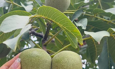 Loại quả đặc sản "tốt nhất thế giới" chỉ có ở Lào Cai, trồng một lần thu hoạch nhiều năm, tốt cho sức khoẻ