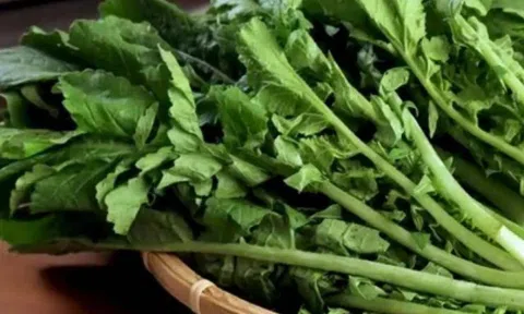 Loại rau "tốt nhất thế giới" được trồng bạt ngàn ở Việt Nam, thành đặc sản nổi tiếng chỉ từ 10.000 đ/kg, tốt cho sức khoẻ