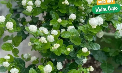 Chăm hoa nhài tháng 4 nhớ quy tắc “5 không”, cây bật mầm mạnh, hoa nở thơm ngát đưa hương khắp nhà
