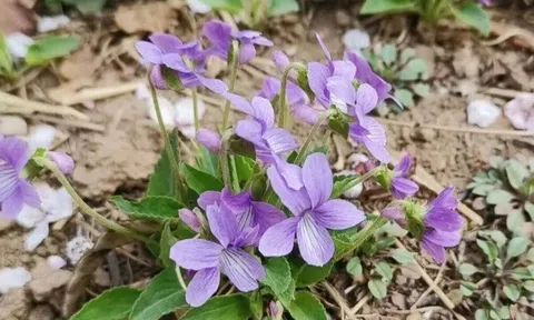 Gặp 4 loại cỏ dại này đừng bỏ qua, mang về trồng 10 ngày thành bonsai, đẹp hơn hoa mua, càng chăm càng đắt giá!