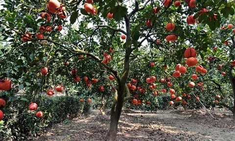 Loại quả "tốt nhất thế giới" chỉ có ở Thanh Hoá, trồng một lần thu hoạch nhiều năm, thành đặc sản tốt cho sức khoẻ