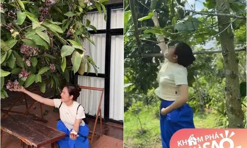 Khu vườn trĩu quả trong cơ ngơi 50.000m2 hàng chục tỷ của Vân Trang, mở cửa lều là thò tay vén mận