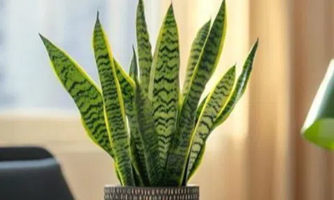 Chăm lưỡi hổ theo quy tắc "3 ít, 1 nhiều", mầm mới mọc chen kín chậu, lá cao tới 2m