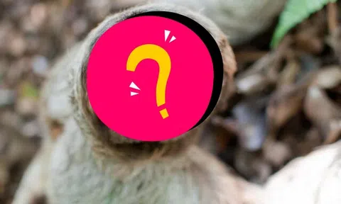 Loài vật chậm nhất nhì thế giới nhưng lại cực nhanh ở một việc bất ngờ, nghe xong ai cũng khó nhịn cười