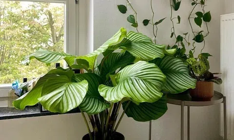 6 cây không cần nở hoa vẫn đẹp sang chảnh, nhà giàu mê mẩn, trồng 1 chậu là không gian nâng tầm ngay lập tức