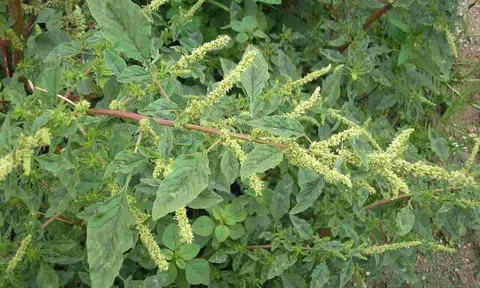 Cây dại mọc bờ ruộng xưa cho gà ăn, nay thành đặc sản được dân thành phố săn lùng, từ 10.000 đồng/kg, tốt cho bà bầu