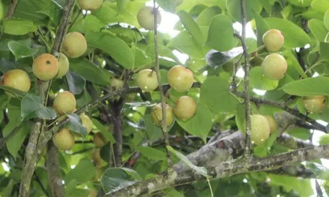 Loại quả “tốt nhất thế giới” chỉ có ở Lào Cai giá 65.000 đ/kg, trồng một lần thu hoạch nhiều năm, thành đặc sản tốt cho sức khỏe