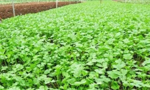Loại rau "tốt nhất thế giới", Việt Nam trồng khắp nơi chỉ 1 tháng cho thu hoạch, thành đặc sản tốt cho sức khoẻ