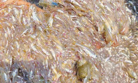 Loại cá có canxi cao gấp 25 lần cá hồi, xưa cho lợn ăn nay thành đặc sản chỉ từ 30.000 đồng/kg, tốt cho sức khỏe