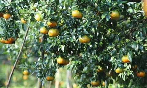 Loại quả "tốt nhất thế giới" chỉ có ở Hà Tĩnh, trồng một lần thu hoạch nhiều năm, thành đặc sản tốt cho sức khỏe