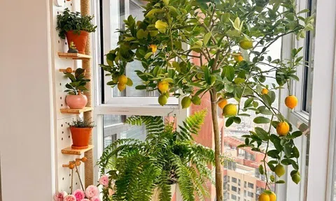 3 cây thơm trồng một lần hưởng lợi cả đời, đuổi sạch muỗi, gọi quý nhân, tài lộc tự tìm đến