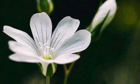 Cách khôn ngoan để tạo dựng mối quan hệ tốt không phải mời ăn hay nịnh hót, mà là 3 điều này