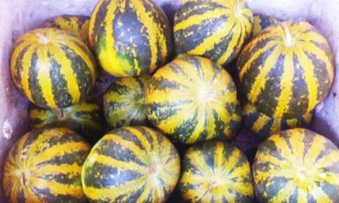 Mua dưa bở, thấy chỗ này có lông thì phải lấy ngay, quả nào cũng ngon ngọt không sợ thuốc sâu