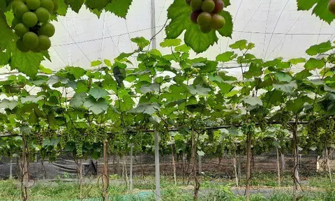 Loại quả "tốt nhất thế giới" chỉ có ở Bắc Ninh, trồng 12 tháng cho thu hoạch, thành đặc sản nổi tiếng tốt cho sức khỏe