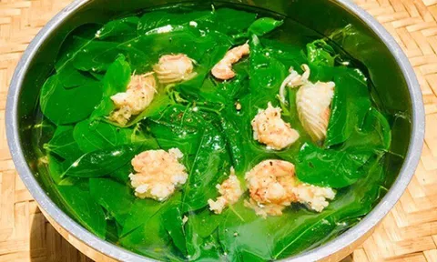 Cây này chỉ ăn lá, vitamin C gấp 45 lần rau thường, nấu canh hay luộc đều rất mát, mùa hè ai cũng thích