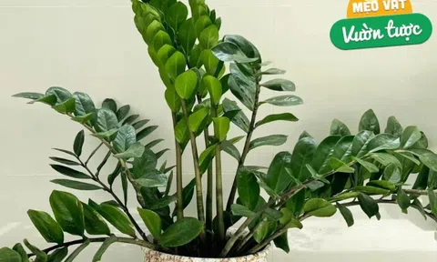 Mùa hè cho cây kim tiền uống 1 trong 5 thứ nước này, cây phát triển vùn vụt, chồi non mọc tua tủa